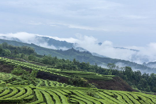 云雾缭绕水墨茶山自然景观