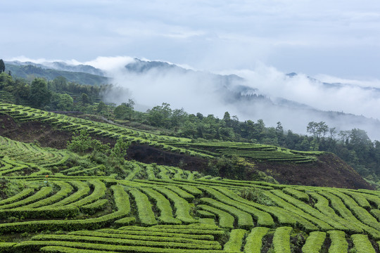 云雾缭绕蜿蜒茶山自然风光