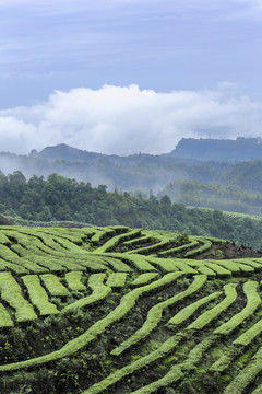 云雾缭绕蜿蜒茶山自然风光