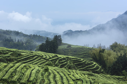 四川宜宾珙县鹿鸣茶山自然风光