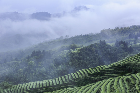 四川宜宾珙县鹿鸣茶场茶山风光