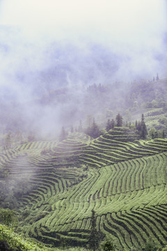 蜿蜒茶山云雾缭绕自然风光