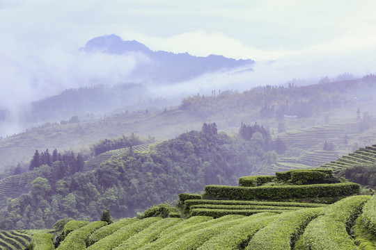 蜿蜒茶山云雾缭绕自然风光