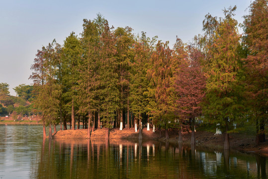 松山湖落羽杉林景观