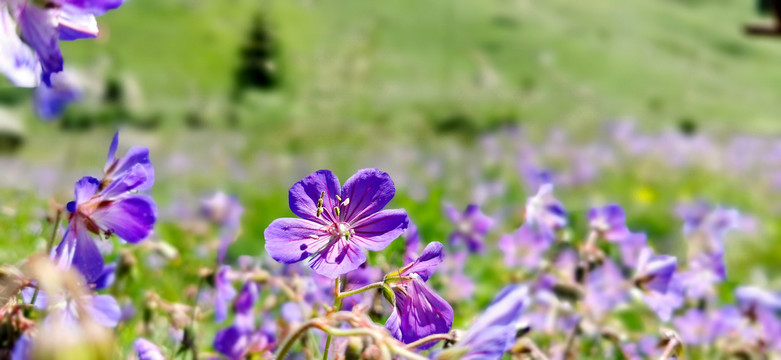 夏塔上的紫色老鹳草