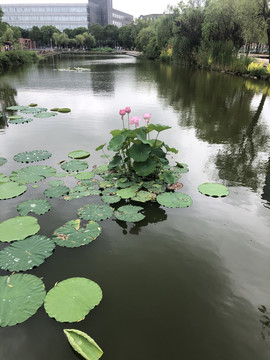 荷花荷叶