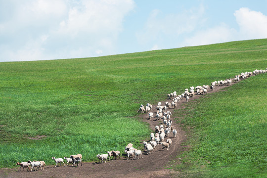 草原羊群下山