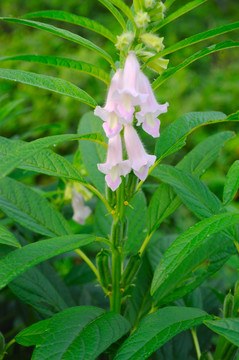 芝麻植株