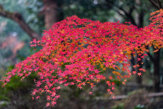 杭州植物园秋色