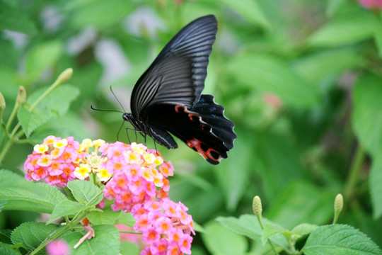 蝶恋花