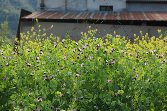 菜园里开花的豌豆