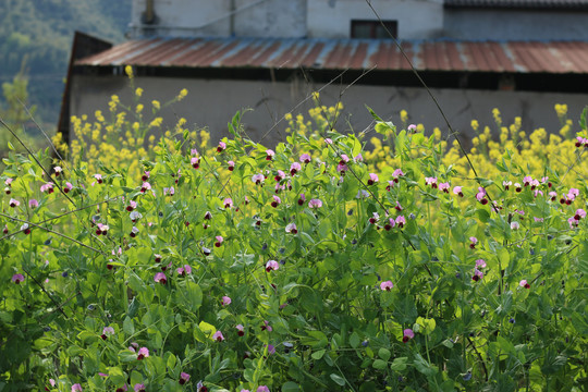 菜园里开花的豌豆