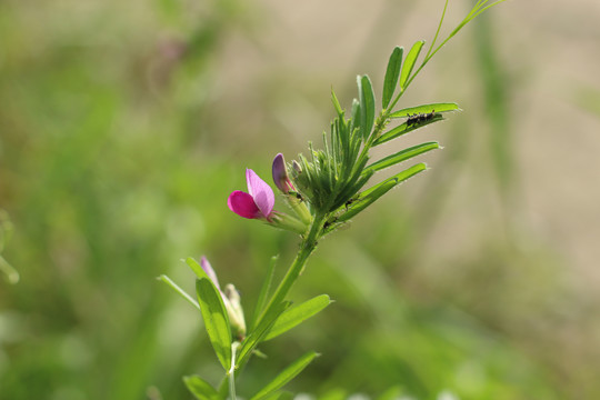 野豌豆的花