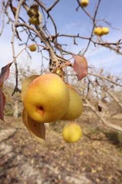 枝头成熟的梨