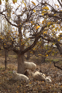 库尔勒香梨园的羊群
