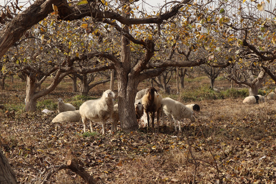 库尔勒香梨园的羊群