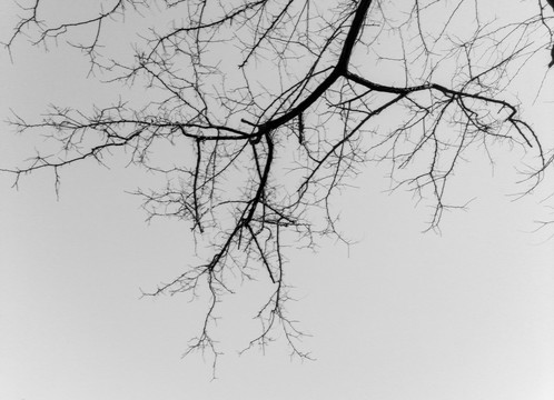 黑白树枝素材