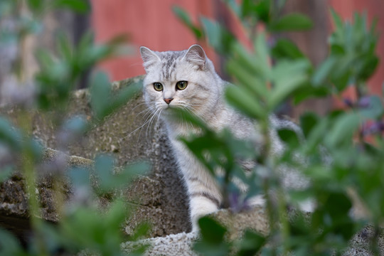 银渐层猫