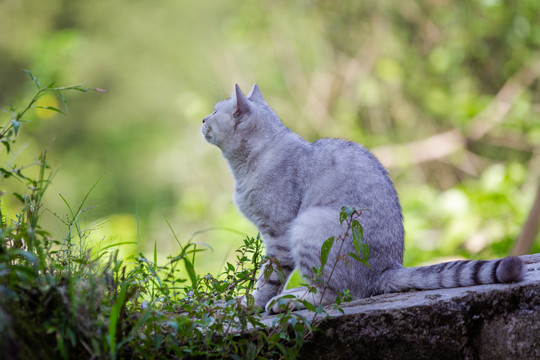 银渐层猫