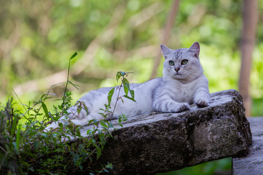 银渐层猫