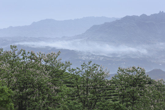 四川宜宾珙县鹿鸣茶场自然风光