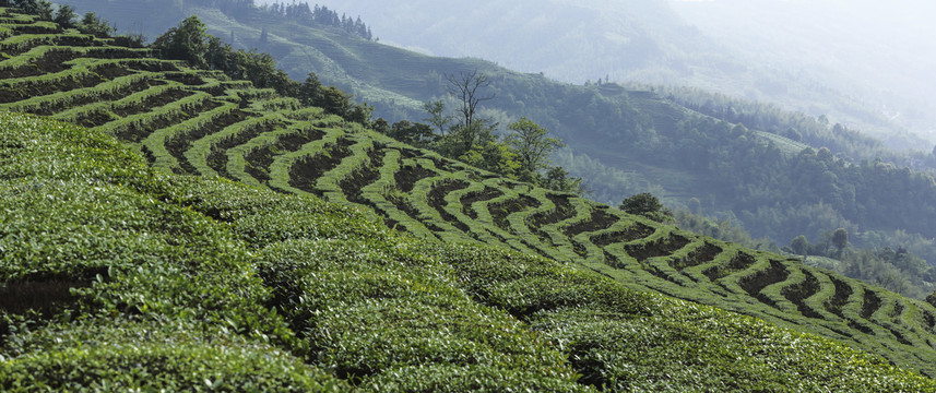 蜿蜒茶山自然风光