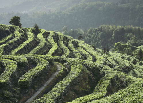 宜宾珙县鹿鸣茶场自然风