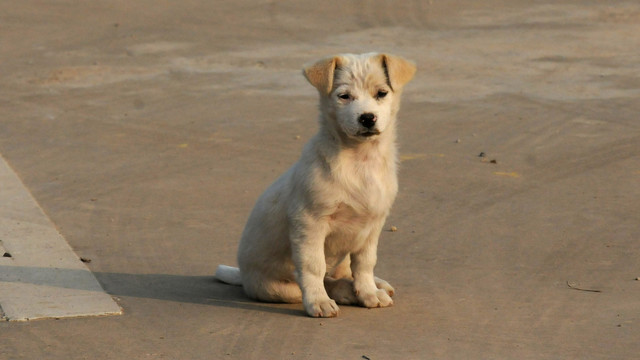 流浪犬