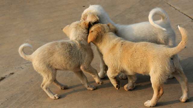 流浪犬