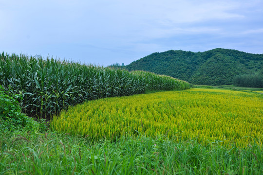 稻田田野