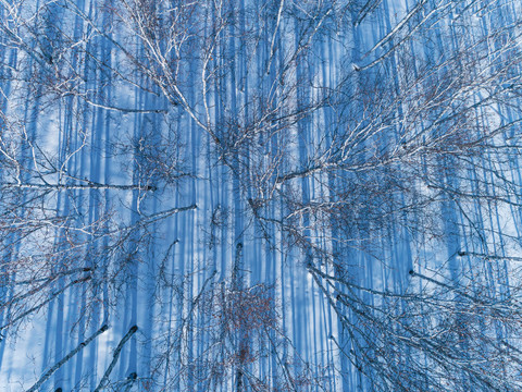 航拍冬季白桦树林