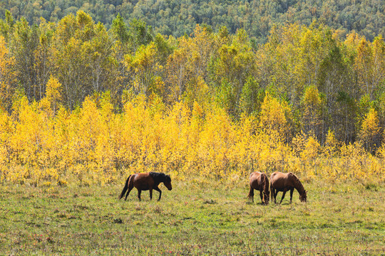 马群吃草秋季白桦树林