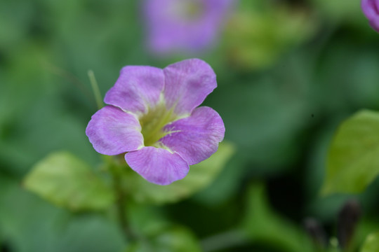 紫色花卉宽叶十万错