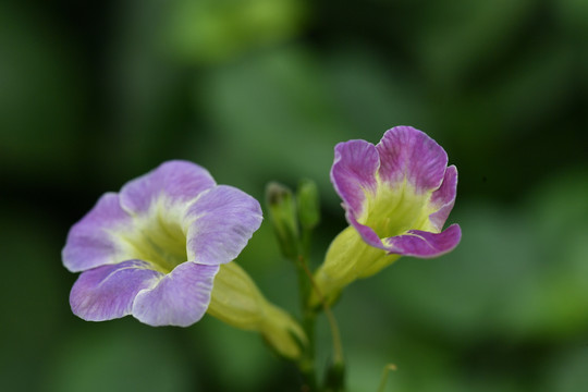紫色花卉宽叶十万错