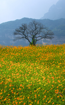 高原花