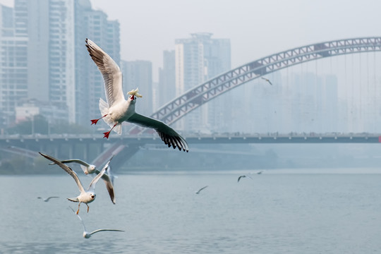 绵阳红嘴鸥