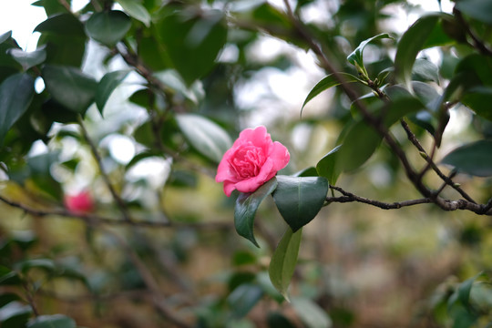 粉色茶花