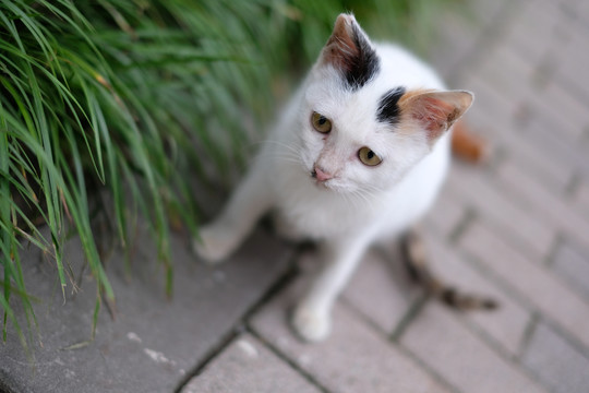 白色的流浪猫