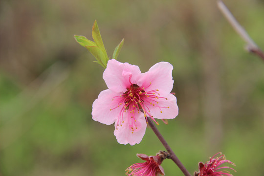 桃花