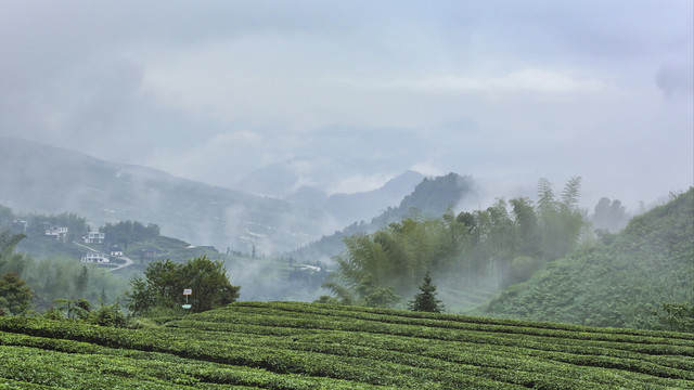 宜宾珙县鹿鸣茶场水墨茶山