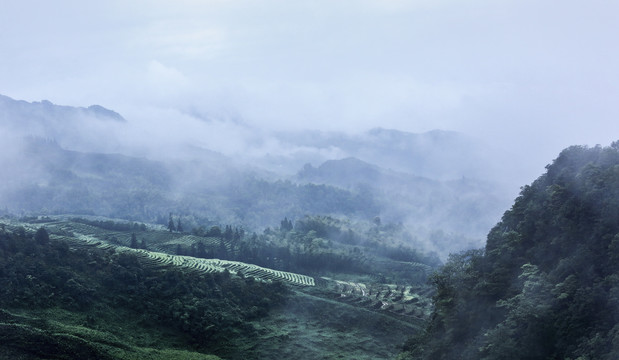 宜宾珙县鹿鸣茶场茶山风光