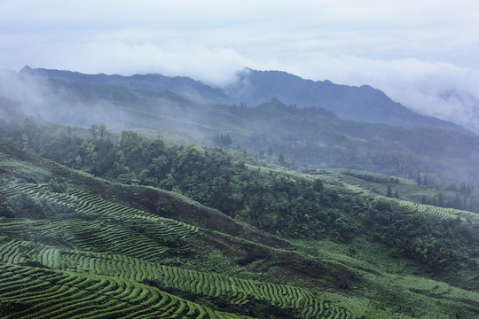 宜宾珙县鹿鸣茶场茶山风光