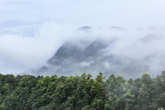 宜宾珙县鹿鸣茶场茶山风光