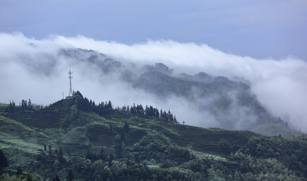 宜宾珙县鹿鸣茶场茶山风光