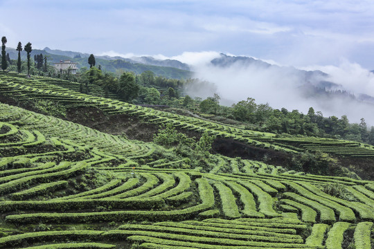 蜿蜒茶山云雾缭绕自然风光