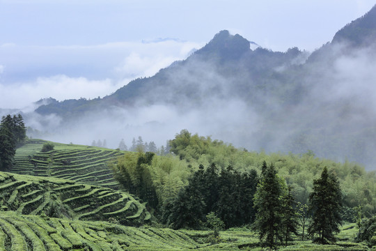 蜿蜒茶山云雾缭绕自然风光