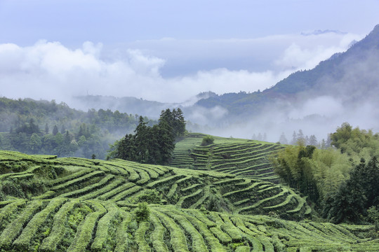 蜿蜒茶山云雾缭绕自然风光