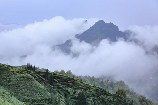 蜿蜒茶山云雾缭绕自然风光