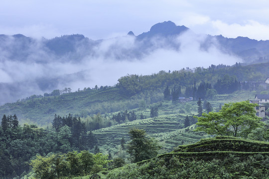 蜿蜒茶山云雾缭绕自然风光