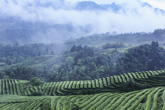 蜿蜒茶山云雾缭绕水墨茶山